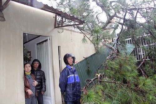 Lâm Đồng ước tính thiệt hại do bão số 12 trên 92 tỷ đồng
