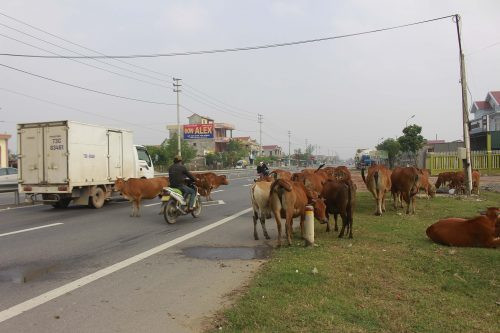 Thả rông trâu, bò trên đường quốc lộ “tiềm ẩn” nguy cơ tai nạn giao thông