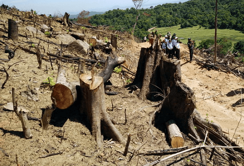 61ha rừng bị “xóa sổ”, kỷ luật Chủ tịch, Phó Chủ tịch huyện An Lão