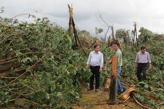 Phú Yên: Hơn 2.000 cây cao su bị hư hại, ngã đổ sau bão số 12