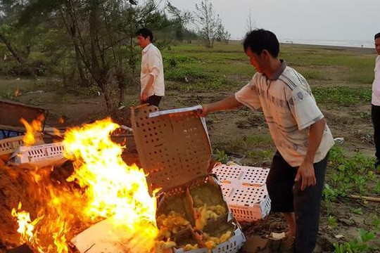 Nghệ An: Tiêu hủy 1.300 con vịt không có giấy tờ kiểm dịch.