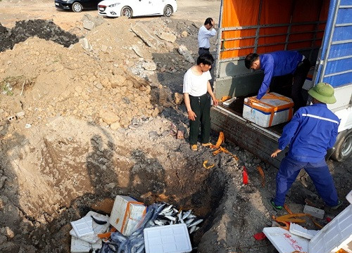 Quảng Ninh: Tiêu hủy 1,5 tấn cá nhập lậu