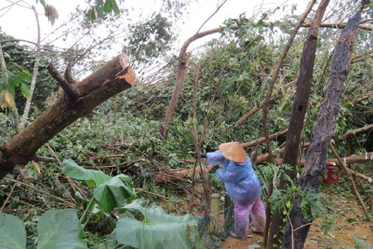 Phú Yên: Cao su hoang tàn sau bão, người dân chặt bán củi