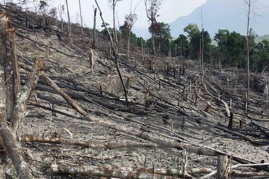 Bình Định: Nạn phá rừng xảy ra nghiêm trọng