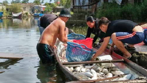 Cá chết trắng lồng vùng cửa biển Thuận An (Thừa Thiên – Huế), dân bán tháo bằng 1/4 giá thường