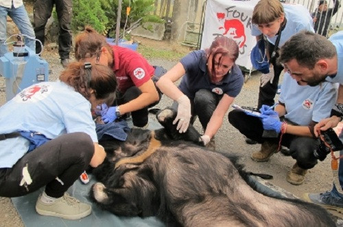 Cứu hộ 3 cá thể gấu đầu tiên về trang trại Bảo tồn gấu Ninh Bình