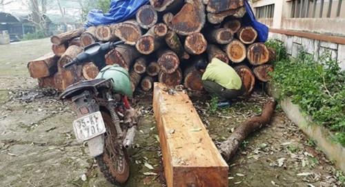 Quảng Trị: Phát hiện vụ khai thác trái phép gỗ hương quý hiếm