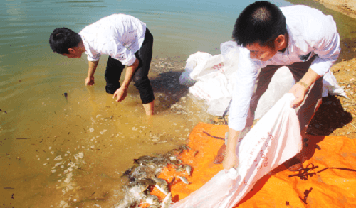 Thả cá tái tạo nguồn lợi thủy sản tại hồ Khe Xai
