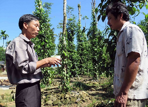 Quảng Nam: Ngăn ngừa dịch bệnh trên cây tiêu sau bão