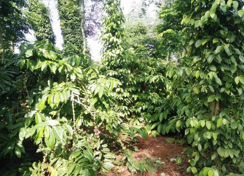 Đắk Lắk: Công ty sản xuất và kinh doanh cà phê “khốn đốn” vì sự coi thường pháp luật của người dân