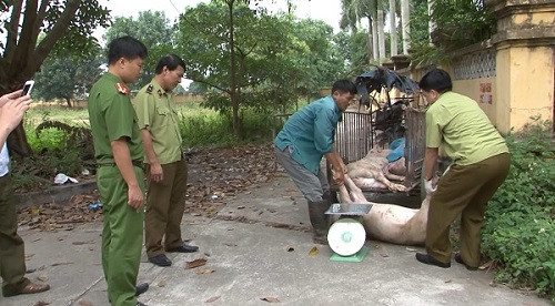 Bắt giữ và tiêu hủy hơn 450 kg lợn chết