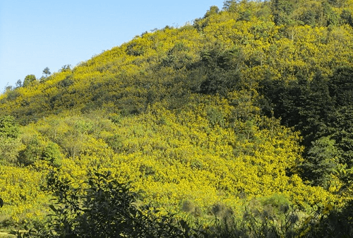 Hoa Dã quỳ vàng rực, tràn đầy sức sống nơi núi rừng Tây Bắc