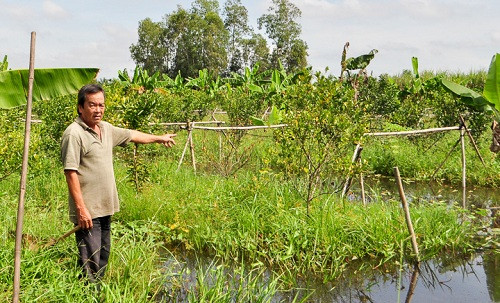 Sóc Trăng: Nhà vườn lao đao, lo lắng vì nước ngập