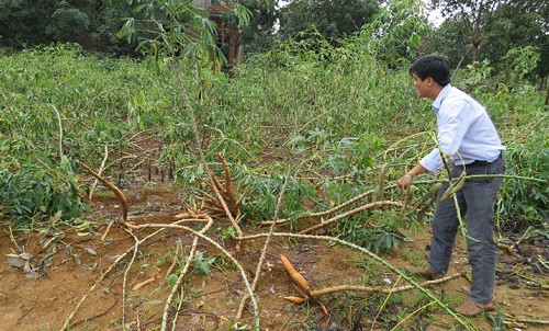 Người dân Phú Yên phải nhổ sắn non sau bão lũ, thiệt hại tiền tỷ