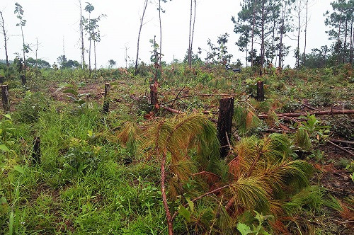Đức Trọng (Lâm Đồng): Phát hiện vụ phá rừng nghiêm trọng