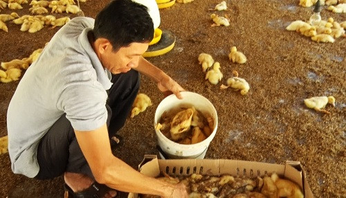 Đồng Nai: Khoảng 2.000 con vịt 8 ngày tuổi chết bất thường