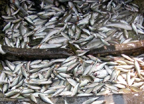 Nguồn lợi thủy sản tự nhiên An Giang đứng trước nguy cơ cạn kiệt
