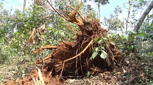 Đắk Nông cần sớm xử lý cây rừng gãy đổ tại Khu bảo tồn Nam Nung