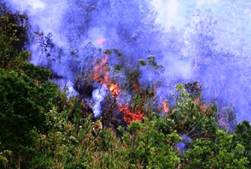 Hà Nội triển khai nhiều biện pháp phòng chống cháy rừng trong mùa khô