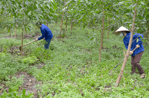 Hòa An (Cao Bằng) trồng mới 107,7 ha rừng