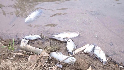 Lạng Sơn: Cá chết hàng loạt do nước thải doanh nghiệp