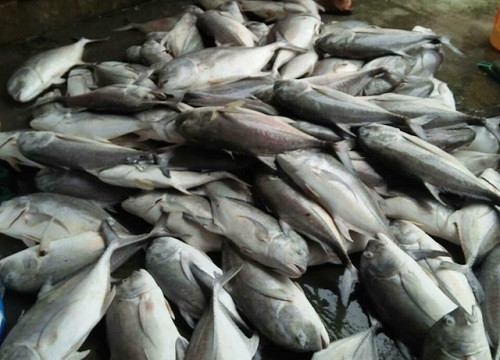 Thừa Thiên-Huế: Hơn 100 tấn cá lồng chết trắng người dân lao đao