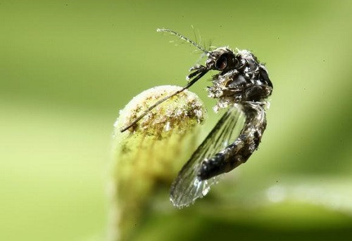 Nhật Bản chiết xuất thành công thuốc diệt sạch ấu trùng sốt xuất huyết