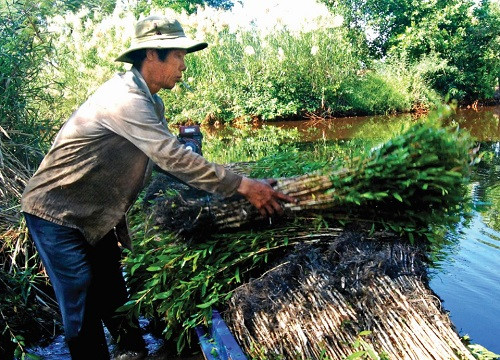 Cà Mau: Tích cực bảo vệ màu xanh của rừng