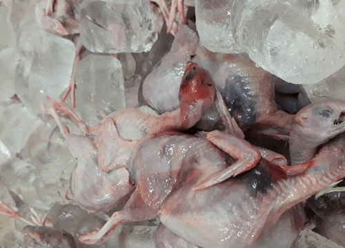 “Tóm gọn” 600 kg thịt chim cút bốc mùi đang vận chuyển đi tiêu thụ