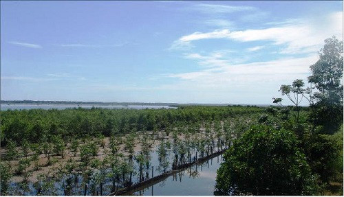 Thừa Thiên-Huế: Rừng ngập mặn chắn lũ cho dân