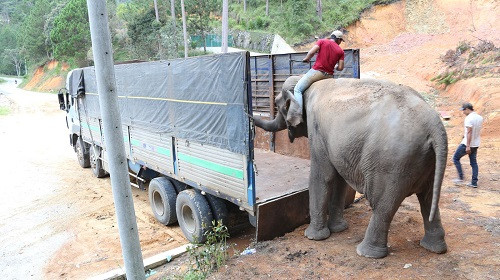 Trung tâm Bảo tồn voi Đắk Lắk tiếp nhận voi H’Blú (55 tuổi)