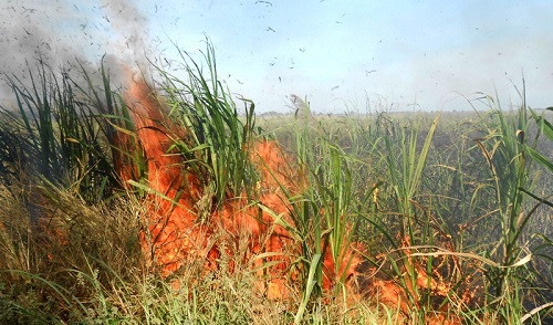 Tây Ninh: Mía cháy tràn lan, nông dân thiệt hại hàng chục tỷ đồng