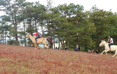 Đua ngựa không yên dưới chân núi Langbiang (Đà Lạt)