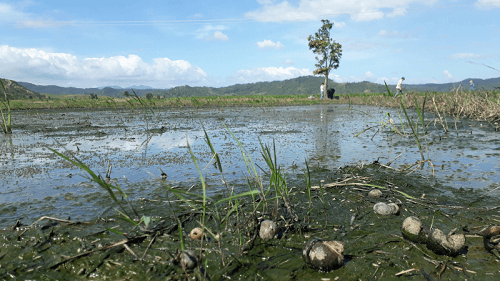 Gia Lai: Nhà máy tinh bột sắn “đầu độc” môi trường, 20 ha lúa mất trắng