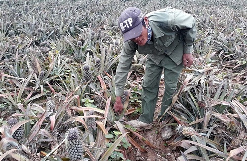 Dứa sắp thu hoạch bị thối nõn, dân Nghệ An thiệt hại hàng chục tỷ đồng