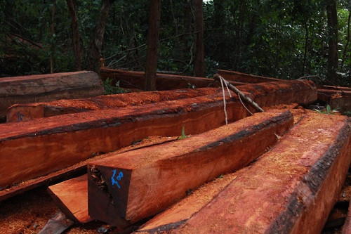 Xử lý nghiêm vụ phá rừng trái phép ở huyện Ea H’leo (Đắk Lắk)