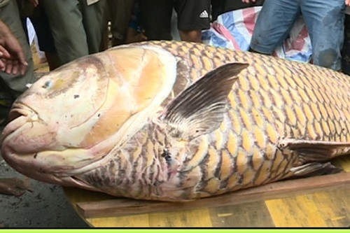 Cá hô được kiến nghị loại ra khỏi sách đỏ Việt Nam