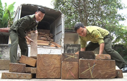 Thái Nguyên bắt giữ một xe tải chở hơn 1m3 gỗ nghiến vận chuyển trái phép