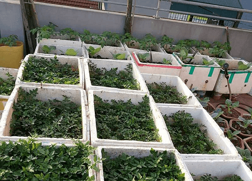 “Ngỡ ngàng” vườn rau xanh đủ loại trên mái nhà