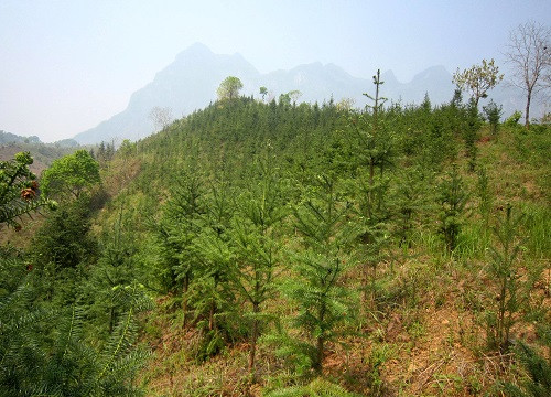 Bảo Lạc (Cao Bằng) trồng mới 231 ha rừng