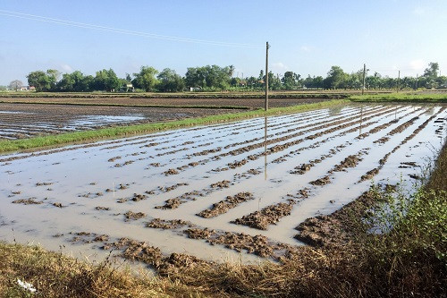 Trảng Bàng (Tây Ninh) mưa lớn làm thiệt hại hơn 535 ha bắp, đậu phộng