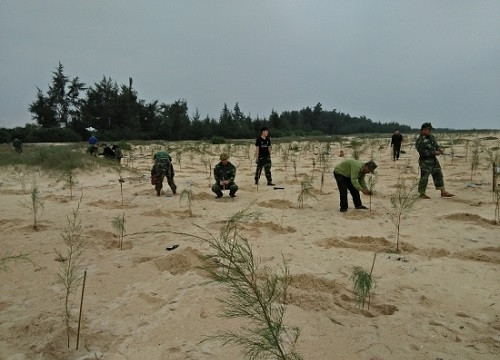 Biên phòng cửa khẩu cảng Thuận An trồng 22.000 cây Phi lao tại bãi biển Thuận An