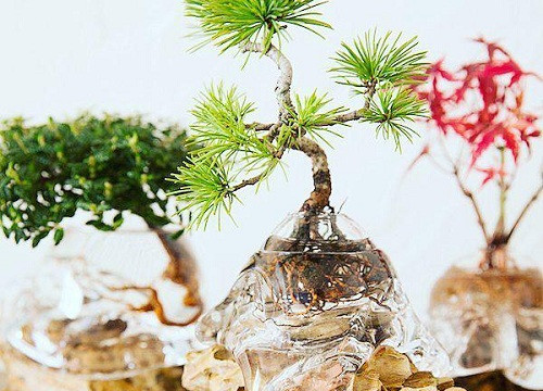 Aqua bonsai – xu hướng mới của nghệ thuật cây cảnh