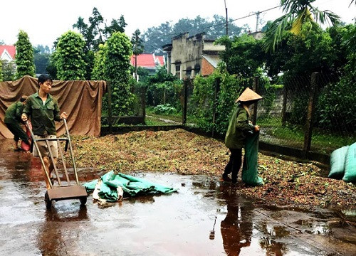 Đắk Lắk thu hoạch cà phê gặp khó khăn vì mưa trái mùa