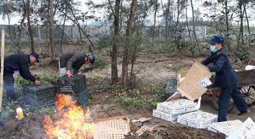 Diễn Châu (Nghệ An) tiêu hủy hơn 1.500 con gia cầm con không rõ nguồn gốc