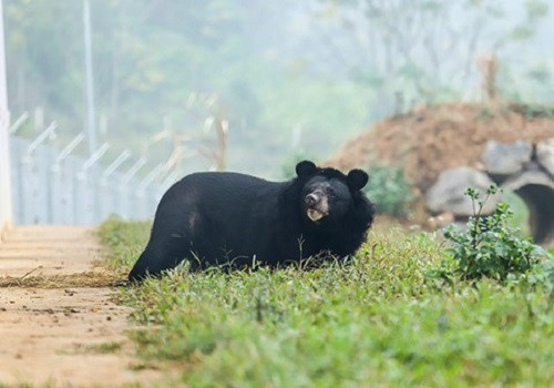 3 cá thể gấu lần đầu được về với thiên nhiên sau 20 năm nuôi nhốt