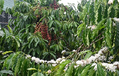 Người trồng cà phê Kon Tum lo lắng vì mưa trái vụ