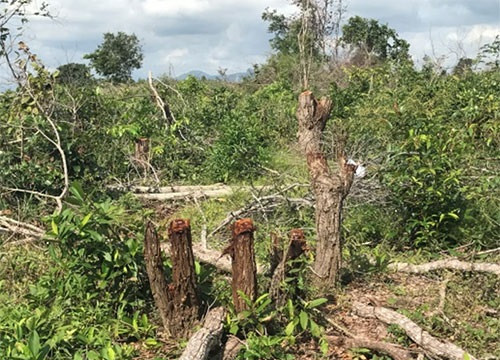 Bình Thuận xử lý tình trạng phá rừng trồng thanh long tại Khu Bảo tồn thiên nhiên Tà Kóu