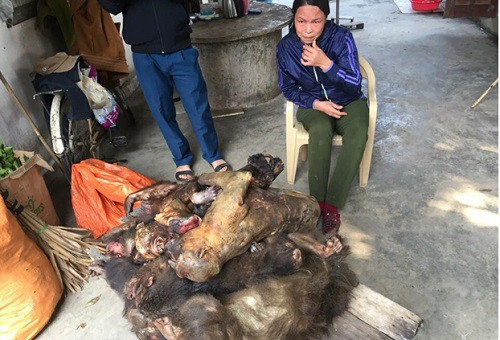 Nghệ An bắt giữ người phụ nữ cùng 7 con khỉ đã chết
