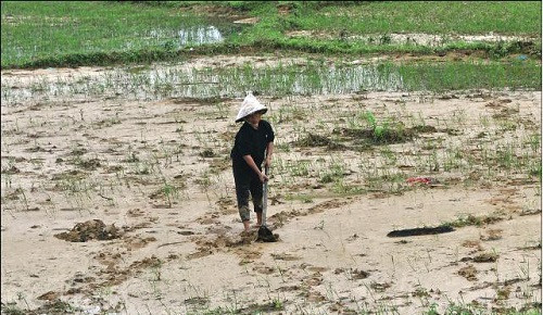 Thừa Thiên-Huế: Khắc phục gần 100 ha ruộng bị bồi lấp